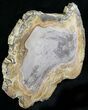 Petrified Wood Round - Sweethome, Oregon #24247-1